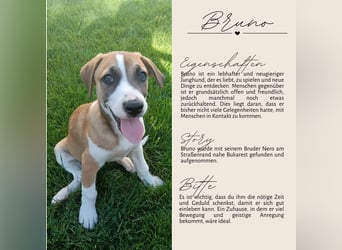 BRUNO - verspielter Bub sucht aktive Familie