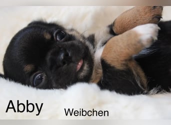 Chihuahua Welpe Black an Tan kurzhaar