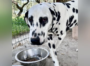 Snoopy - RESERVIERT - Herzenshund: verspielt u. fröhlich, trotz Handicap ein echter Sonnenschein
