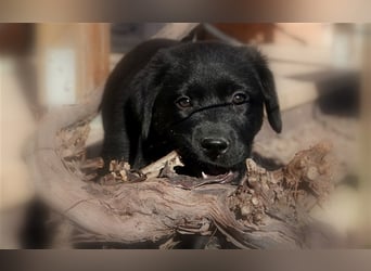 Australian Shepherd Labrador Welpen Aussiedor