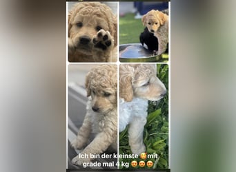 Labradoodle