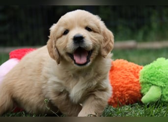 Golden Retriever Welpen vom Thüringer Wald