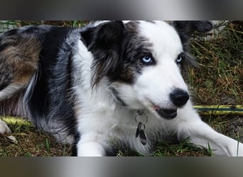 Verkaufe Reinrassige Border Collie Welpen