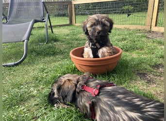 Tibet Terrier-Hündin, VDH, zobel, geb. 28.7.24