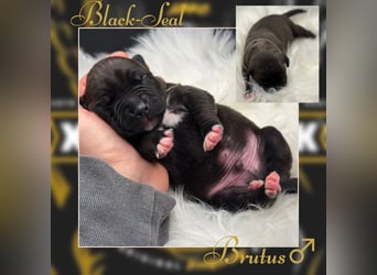 Kingzbullys Classic Edition/American Bully Classic