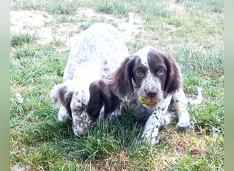 English setter Welpen (3 Rüden, 2 Hündinnen)
