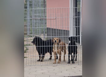Wunderschöner Loki sucht Pflegestelle oder ruhiges Zuhause