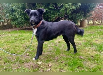 Trudie - Augenstern sucht Kuschelwolke (47839 Krefeld)
