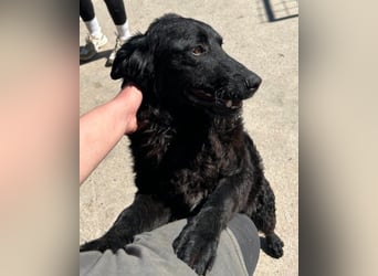 GONZALES❤️ liebenswerter, agiler und neugieriger Kroatischer Schäferhund-Mix