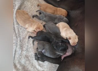 Labradorwelpen