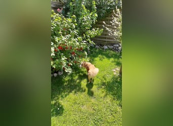 Mira, sehr soziale, menschenbezogene Hündin sucht Herzensmensch