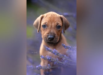Rhodesian Ridgeback Welpen mit FCI-Ahnentafel