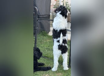 Bezaubernde Königspudel Welpen, Großpudel, Harlekin, Pudel, Videos