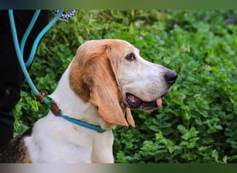Bassant  - Basset Hound, lieb und verträglich