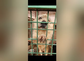 SOS Fluffy sitzt noch in der Tötung