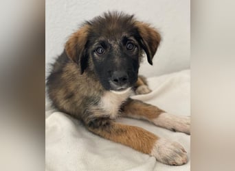 Moglito, geb. ca. 03/2025, lebt in GRIECHENLAND, im städt. Tierheim Serres