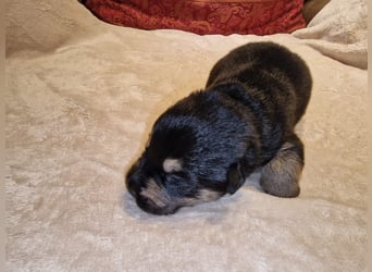 Labrador Schäferhund Mischlings Welpen