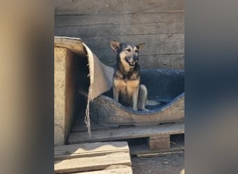 Herzliche Romy möchte endlich ankommen