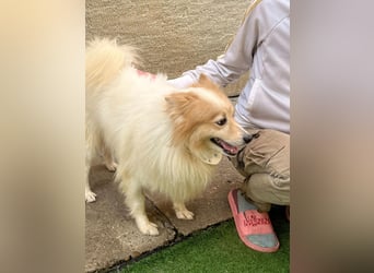 Leo SR – kleiner Sonnenschein sucht ein liebevolles Zuhause!