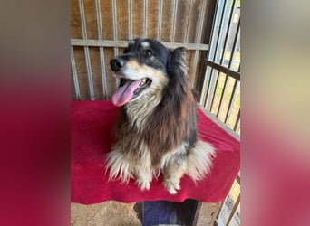 Gino, Collie-Mix, Rüde, geb. am 01.01.2018, 40 cm, -Notfall-