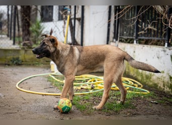 Nala - sportlich und freundlich