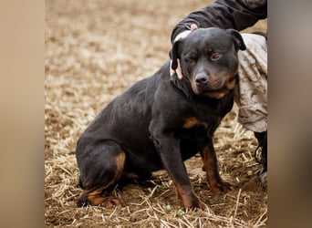 Paul, Rottweiler Mischlingsrüde wünscht sich eine Familie