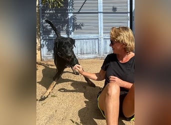 Einstein ist ein Herz von einem Hund