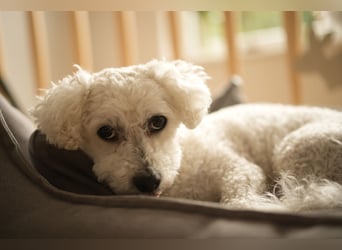 Bichon Frisé „Zwillinge“ suchen liebevolles Zuhause - bitte nur seriöse Anfragen