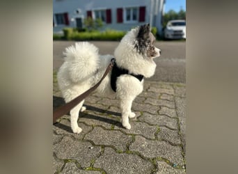 kleiner Prinz Liber (Tierschutz)