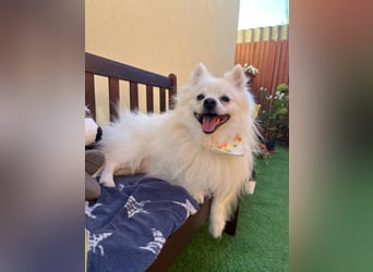 Merlin SR – Fröhlicher Spitz-Rüde sucht neues Zuhause