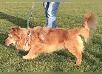 Handicap - Zorro ist blind und liebt Menschen sehr