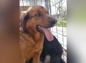 Red, ein Angsthund sucht seine Seelenmennschen