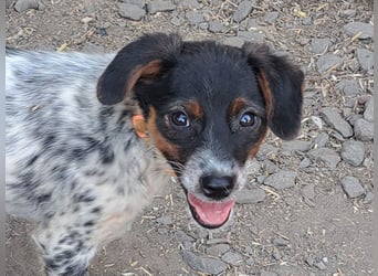 Süße Roxy ( * 03 / 2025 ) sucht ihre Menschen