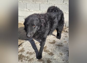 LENZI❤️unser kroat. Schäferhund-Mix-Rüde ist ein wahrer Sonnenschein!