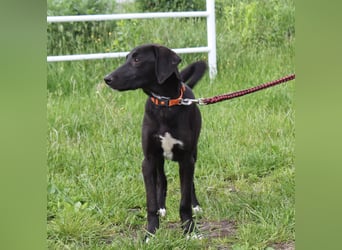 Polly Dot - Für-Immer-Familie gesucht