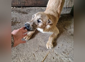 Teddy, 2 Jahre sucht sein Körbchen