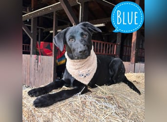 Blue ein toller Bub