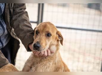 Oskar – Ein sanfter Griffon-Mix