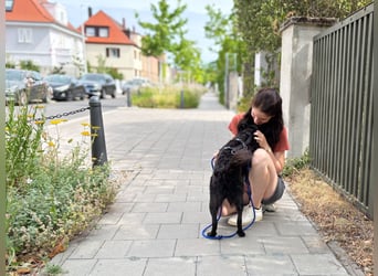 Freundlicher ELVIS möchte dich um seine hübschen Pfoten wickeln