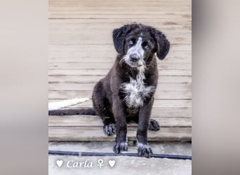 Cindy und Carla suchen ab Mitte Juli ein Zuhause