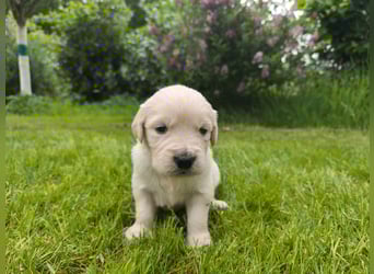 Golden Retriever Welpen