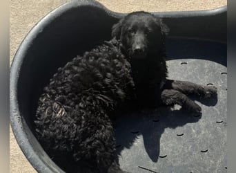 GONZALES❤️ liebenswerter, agiler und neugieriger Kroatischer Schäferhund-Mix