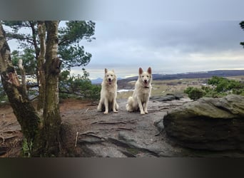 Welpen Weiße Schweizer Schäferhunde