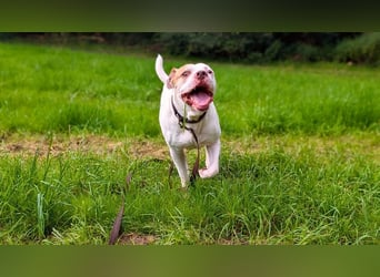 !DRINGEND! Gucci sucht Familie!