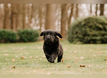 Wunderschöner Golden Retriever - Labrador Mix Welpe