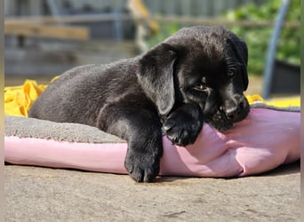 Edle Labrador Welpen mit Ahnentafel, Nachkommen von Champions