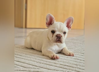 Französische Bulldogge TOP Qualität Platinum Lilac/Tan