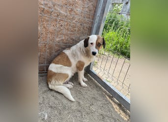 FINA, Hündin, 2,5 Jahre, 40 cm, Mischling, Tierschutz