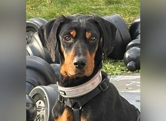 Brandlbracken Mix * BOBBY * wartet in PLZ 75428 auf Besuch