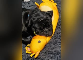 Deckrüde!!! Balloo sucht Ihre Hündin. Deckrüde!!!